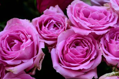 İnanılmaz güllerin buketini kapat.