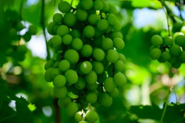 Bahçede asılı bir demet yeşil üzüm