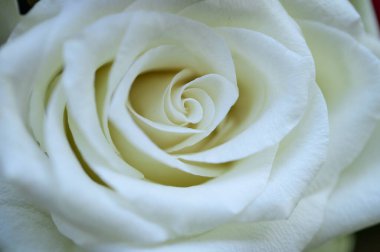 Güzel gül, yaz konsepti, yakın manzara  