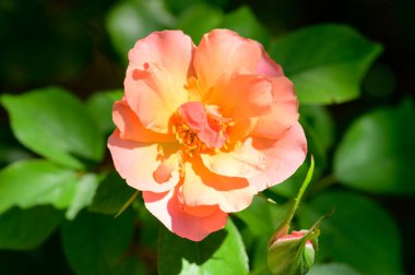 Güneşli yaz gününde bahçede yetişen güzel çiçekler.