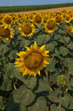Tarlada yetişen ayçiçeklerinin güzel manzarası.