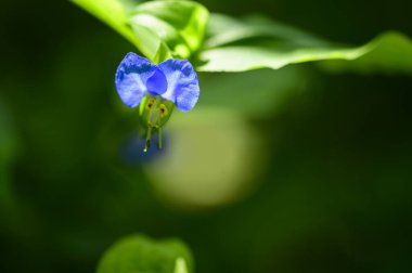 Güneşli yaz gününde bahçede yetişen güzel çiçekler.