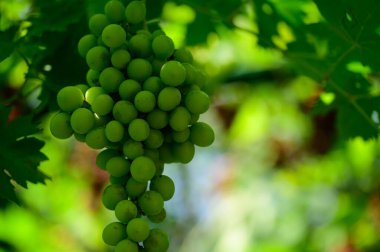 Bahçede asılı bir demet yeşil üzüm