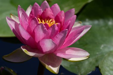 Gölette güzel pembe nilüfer çiçeği