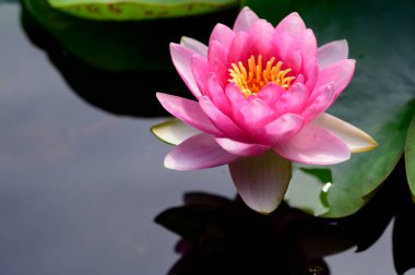 Gölette güzel pembe nilüfer çiçeği