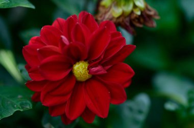 Güneşli yaz gününde bahçede yetişen güzel çiçekler.