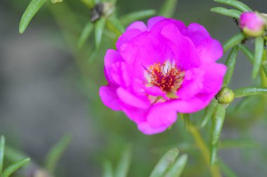 Güneşli yaz gününde bahçede yetişen güzel çiçekler.