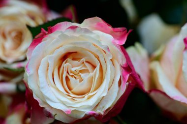 İnanılmaz güllerin buketini kapat.