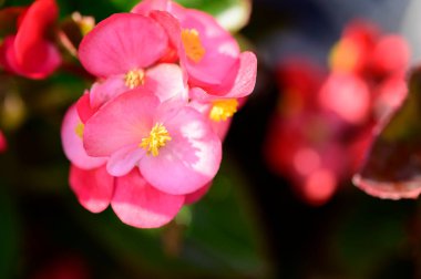 Güneşli yaz gününde bahçede yetişen güzel çiçekler.