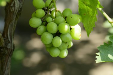 Bahçede asılı bir demet yeşil üzüm