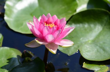 Gölette güzel pembe nilüfer çiçeği