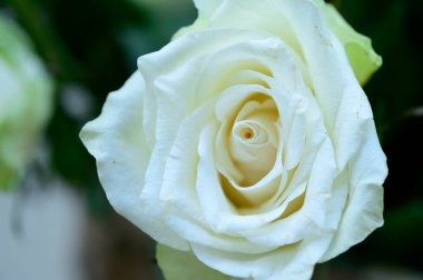 Güzel gül, yaz konsepti, yakın manzara  