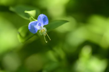 Güneşli yaz gününde bahçede yetişen güzel çiçekler.