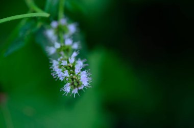 Güneşli yaz gününde bahçede yetişen güzel çiçekler.