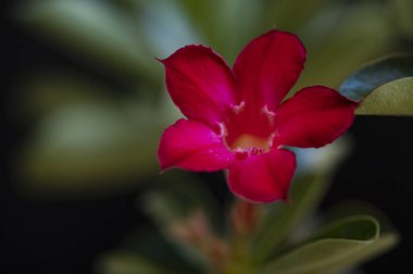 Güneşli yaz gününde bahçede yetişen güzel çiçekler.