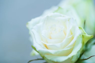 Güzel gül, yaz konsepti, yakın manzara  