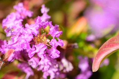 Güneşli yaz gününde bahçede yetişen güzel çiçekler.