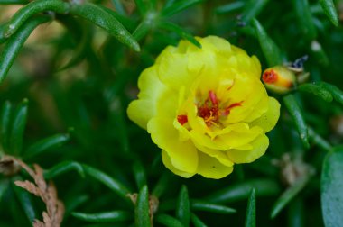 Güneşli yaz gününde bahçede yetişen güzel çiçekler.