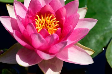 Gölette güzel pembe nilüfer çiçeği