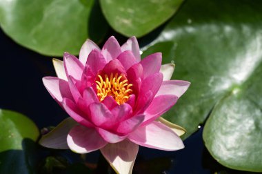 Gölette güzel pembe nilüfer çiçeği