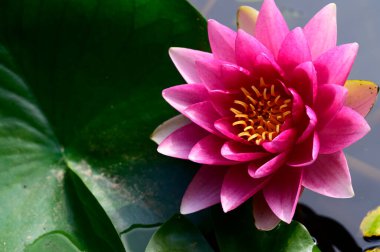 Gölette güzel pembe nilüfer çiçeği