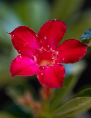 Güneşli yaz gününde bahçede yetişen güzel çiçekler.