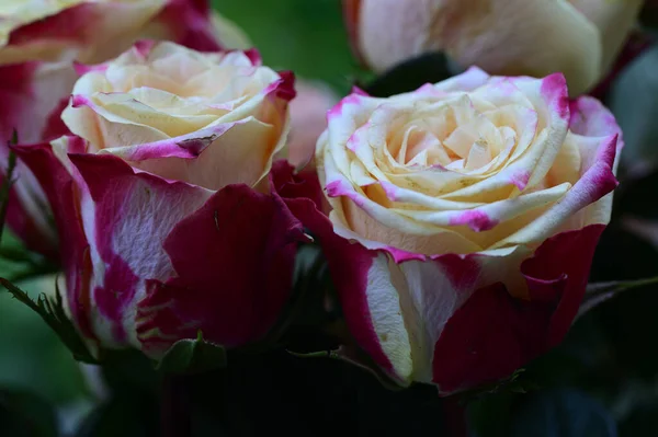 Primo Piano Sorprendente Bouquet Fiori Rose — Foto Stock