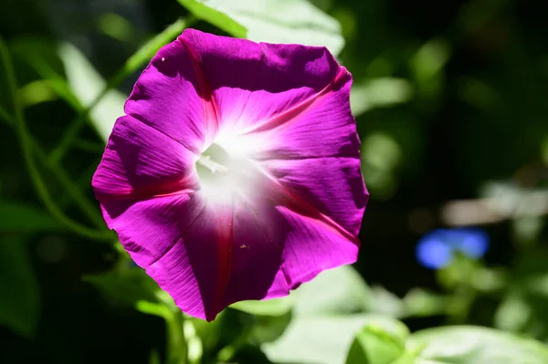 Belas Flores Crescendo Jardim Verão Dia Ensolarado — Fotografia de Stock