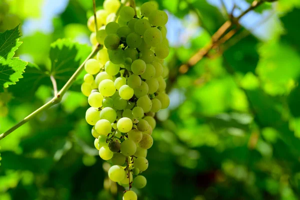 Пучок Зеленого Винограду Висить Саду — стокове фото