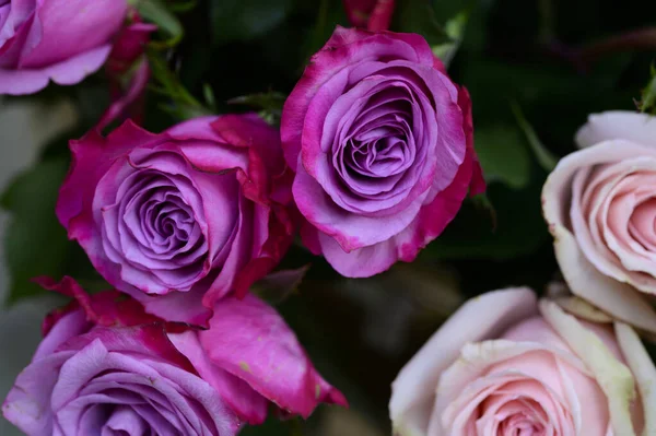 Primer Plano Rosas Increíbles Ramo Flores —  Fotos de Stock