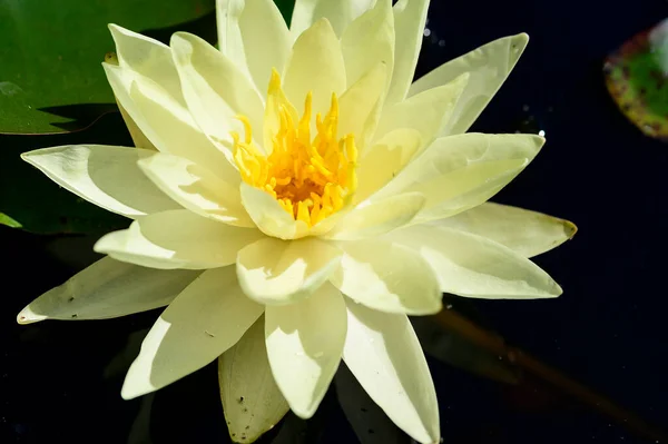Schöne Weiße Lotusblume Teich — Stockfoto