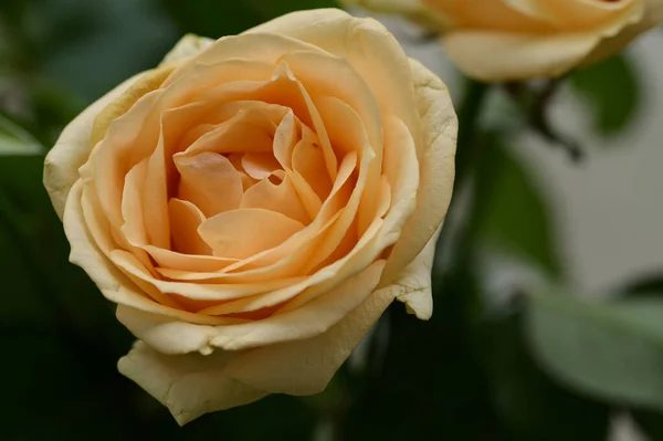 Nahaufnahme Von Erstaunlichen Rosen Blumenstrauß — Stockfoto