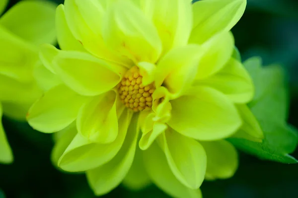 Belles Fleurs Poussant Dans Jardin Journée Ensoleillée Été — Photo