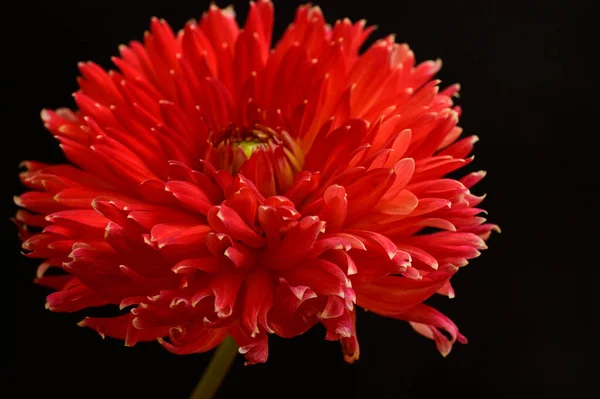 Hermosa Flor Roja Vista Cercana —  Fotos de Stock