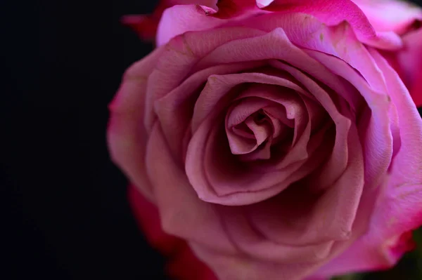 Krásná Růže Letní Koncept Zblízka — Stock fotografie