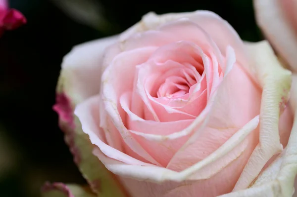 Schöne Rose Sommerkonzept Nahsicht — Stockfoto