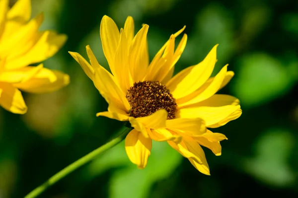 Beautiful Flowers Growing Garden Summer Sunny Day — Stock Photo, Image