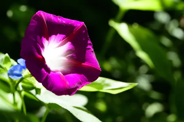 Hermosas Flores Que Crecen Jardín Verano Día Soleado — Foto de Stock