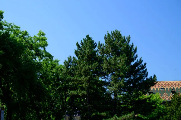 Uitzicht Bomen Takken Buurt Van Gebouwen Stad Prachtige Lucht Achtergrond — Stockfoto