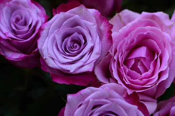 Närbild Fantastiska Rosor Blommor Bukett — Stockfoto