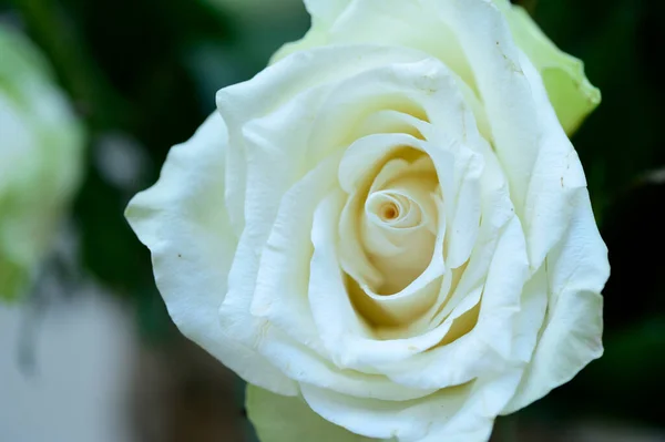 Schöne Rose Sommerkonzept Nahsicht — Stockfoto