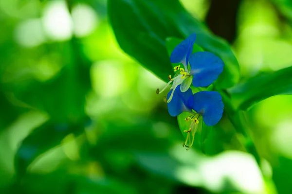 Hermosas Flores Que Crecen Jardín Verano Día Soleado — Foto de Stock