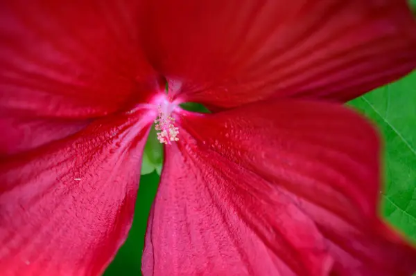 Belas Flores Crescendo Jardim Verão Dia Ensolarado — Fotografia de Stock