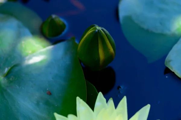 Beaux Lotus Poussant Dans Étang Jour Été — Photo