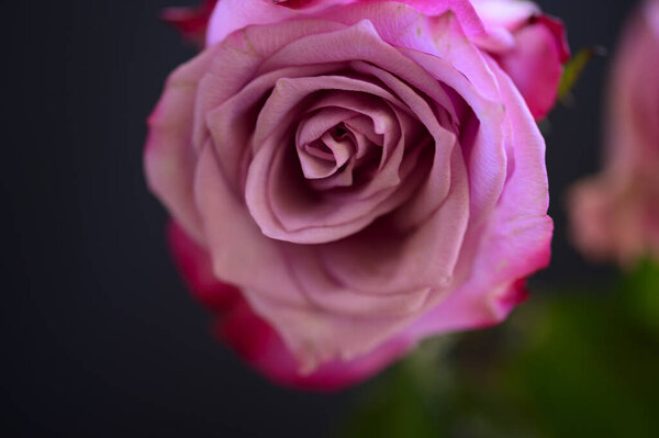Beautiful rose, summer concept, close view