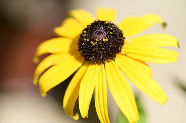 Hermosas Flores Que Crecen Jardín Verano Día Soleado — Foto de Stock