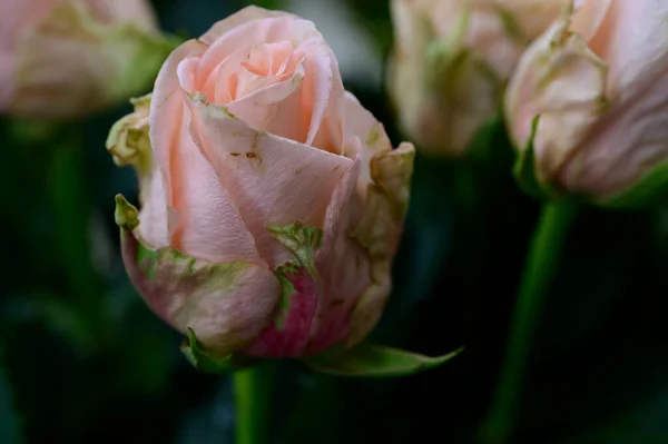 Close White Roses Floral Theme — Stock Photo, Image