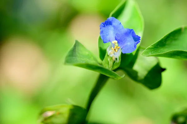 夏の晴れた日に庭で育つ美しい花 — ストック写真