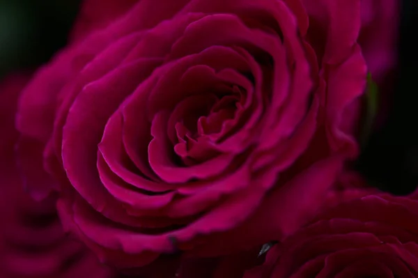 Hermosa Rosa Concepto Verano Vista Cercana —  Fotos de Stock
