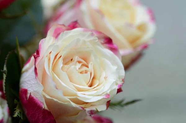 关闭了令人惊奇的玫瑰花束 — 图库照片